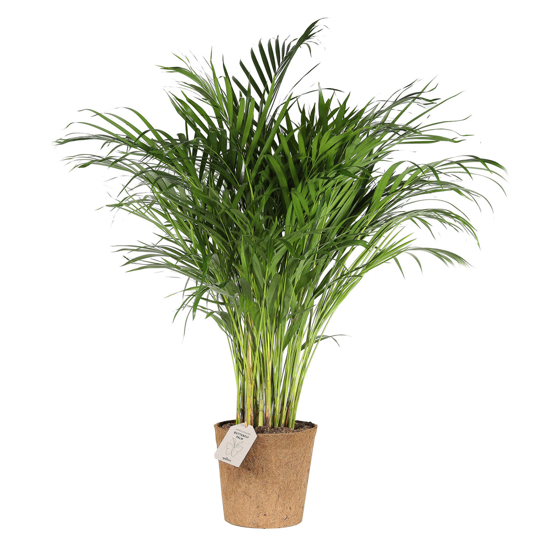 Areca dypsis 'Butterfly Palm'
