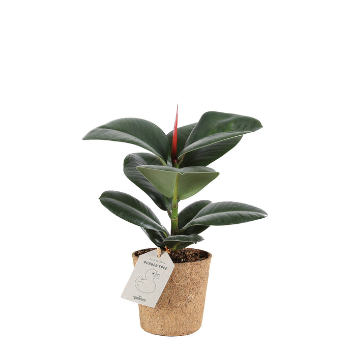 Rubber Plant 'Sofia'