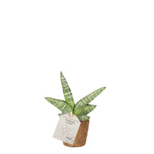 Indlæs billede til gallerivisning Starfish Plant