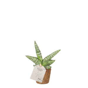 Starfish Plant