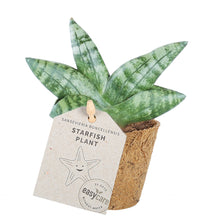 Indlæs billede til gallerivisning Buttet sansevieria søstjerne plante