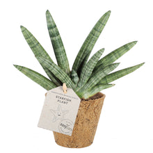 Indlæs billede til gallerivisning Starfish Plant