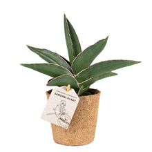 Indlæs billede til gallerivisning Easycare plante