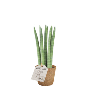 African spear plante