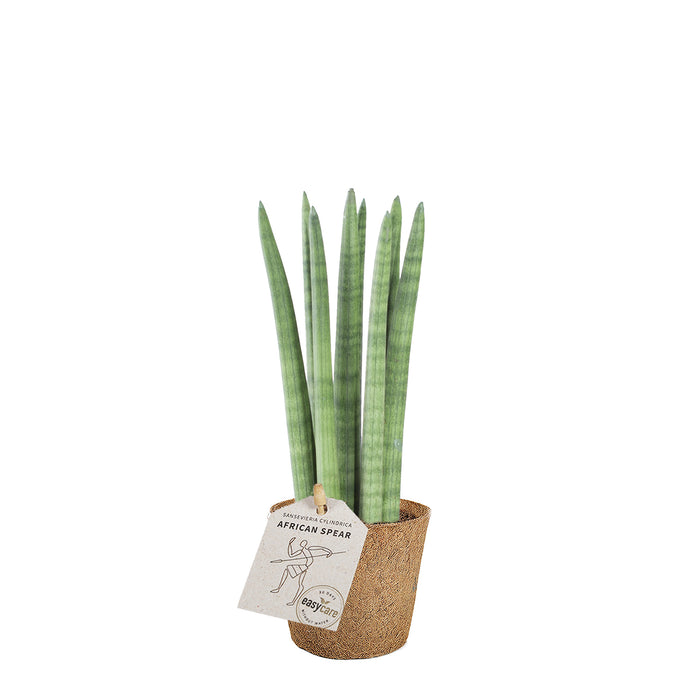 African spear plante