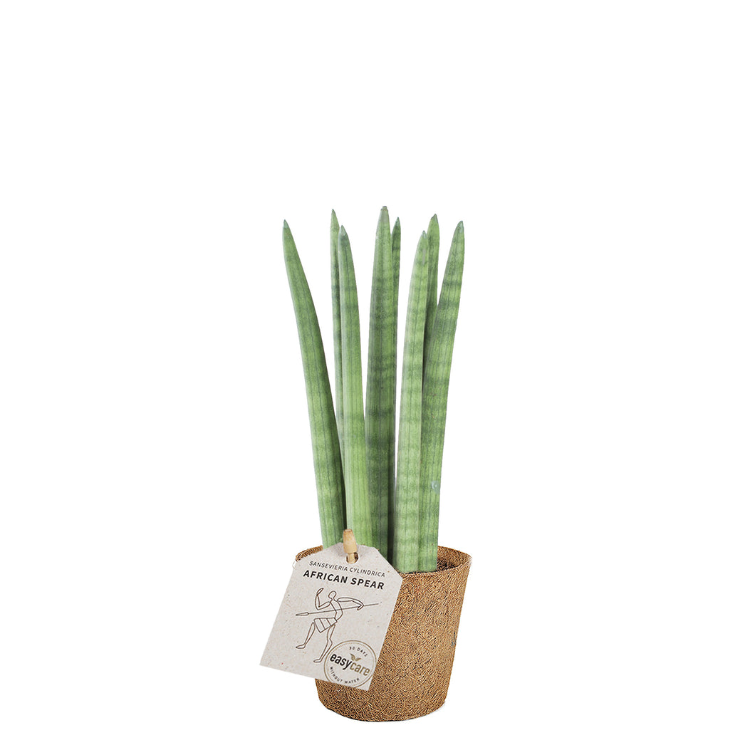 African spear plante