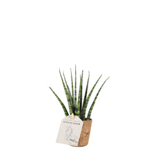 Load image into Gallery, Sansevieria fernwood
