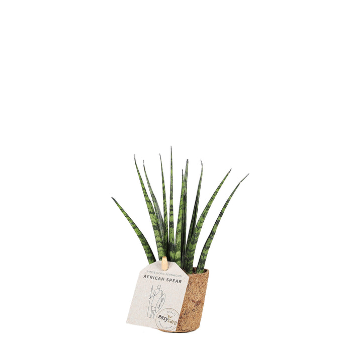 Sansevieria fernwood
