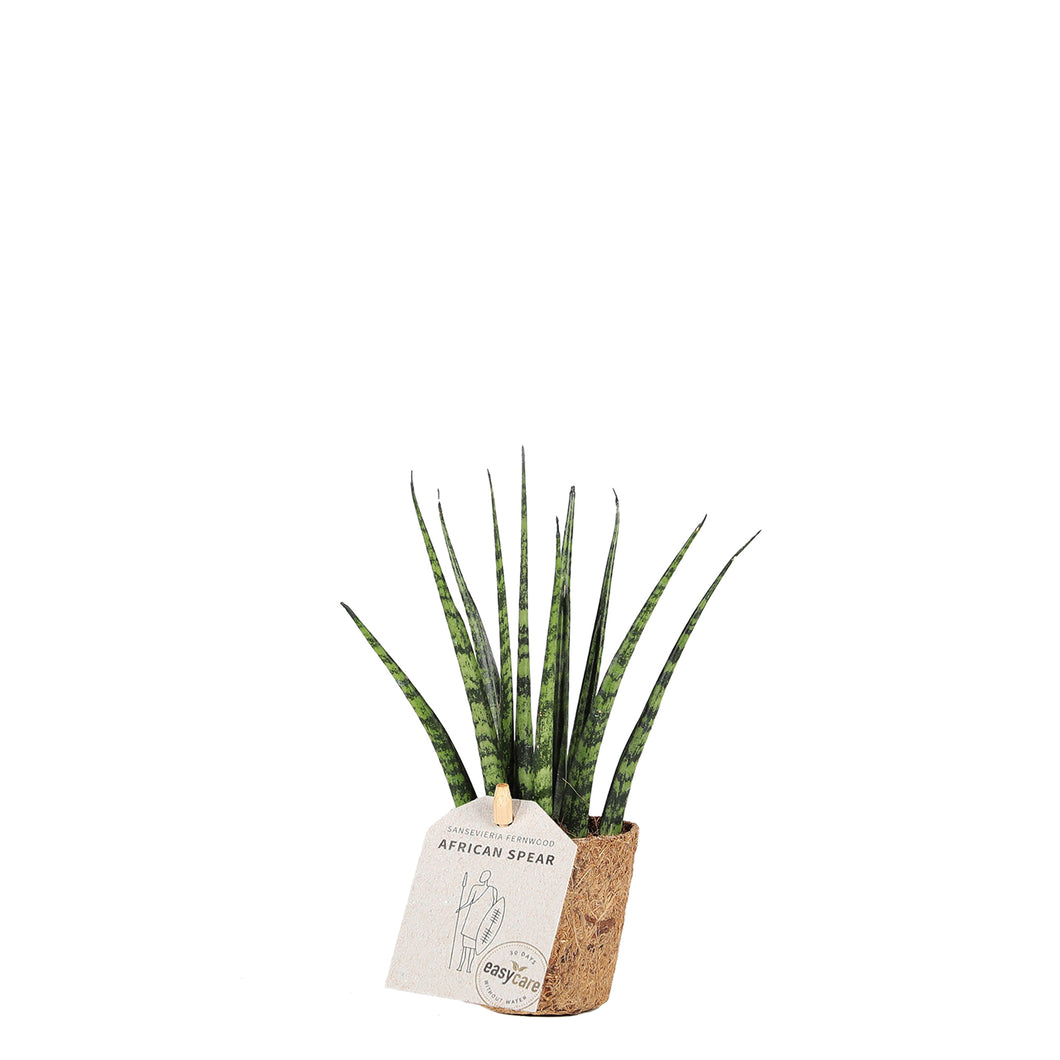 Sansevieria fernwood