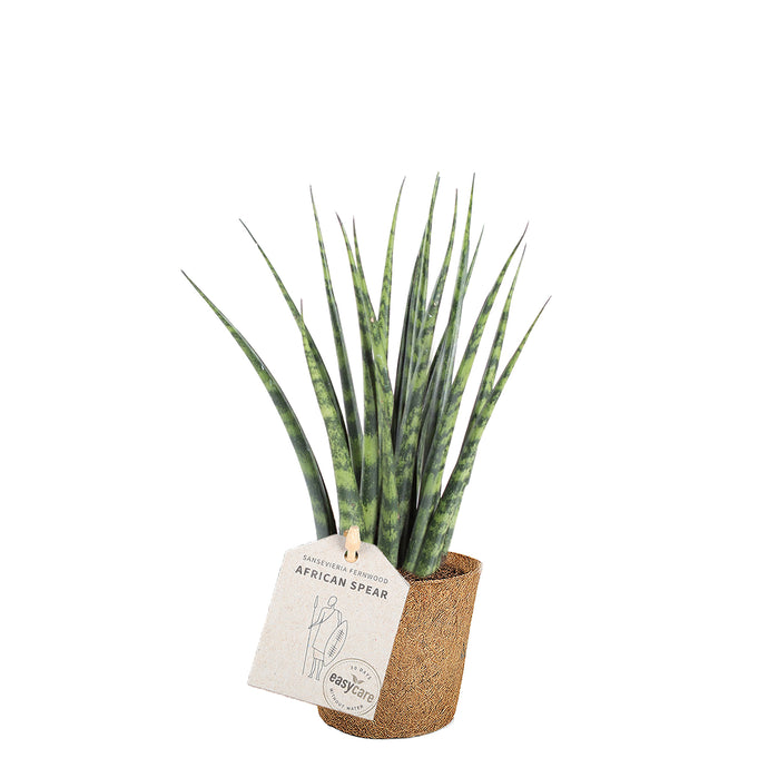 Sansevieria fernwood