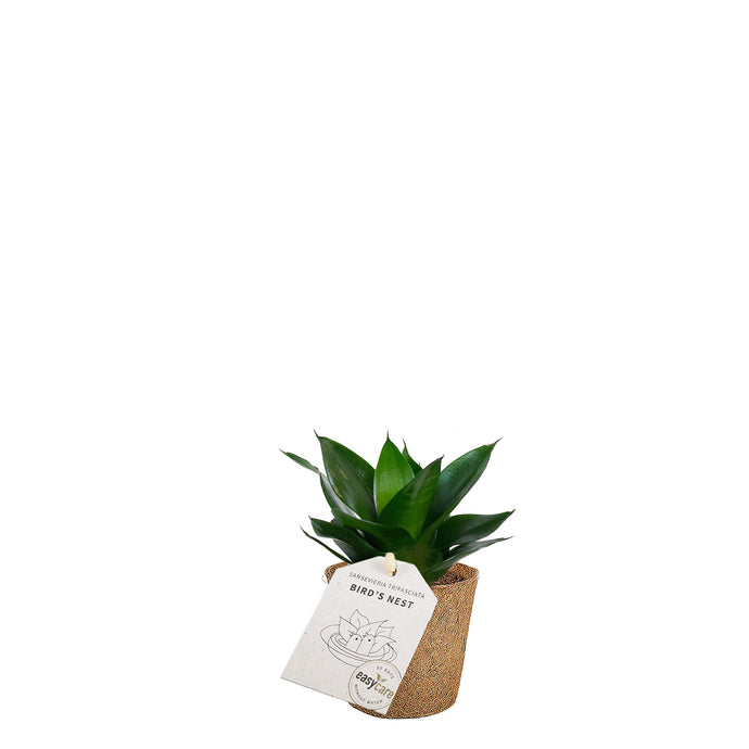 Birds Nest 'Black Jade'