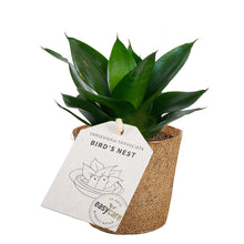 Indlæs billede til gallerivisning Sansevieria trifaciata &#39;Black jade&#39; plante