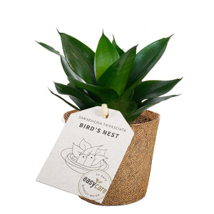 Sansevieria trifaciata 'Black jade' plante
