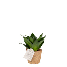 Load image into Gallery, Birds Nest &#39;Black Jade&#39;