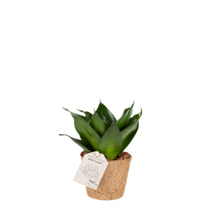 Birds Nest 'Black Jade'