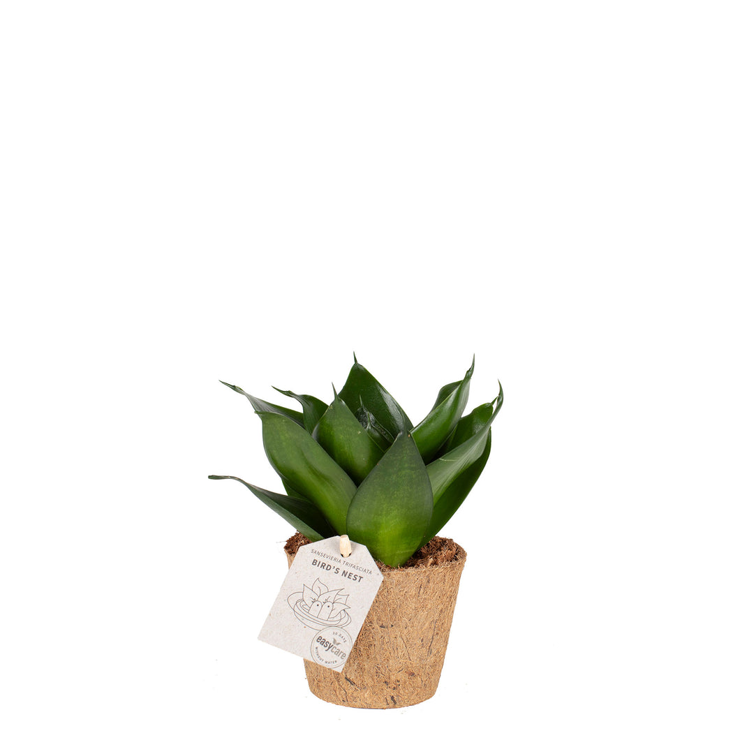 Birds Nest 'Black Jade'