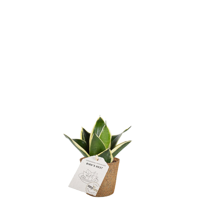 Sansevieria Jade Pagoda
