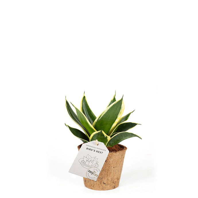 Sansevieria trifaciata Jade Pagoda easycare