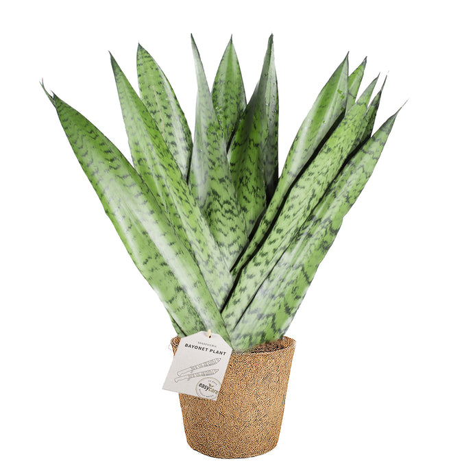 Sansevieria Zeylanica nem stueplante