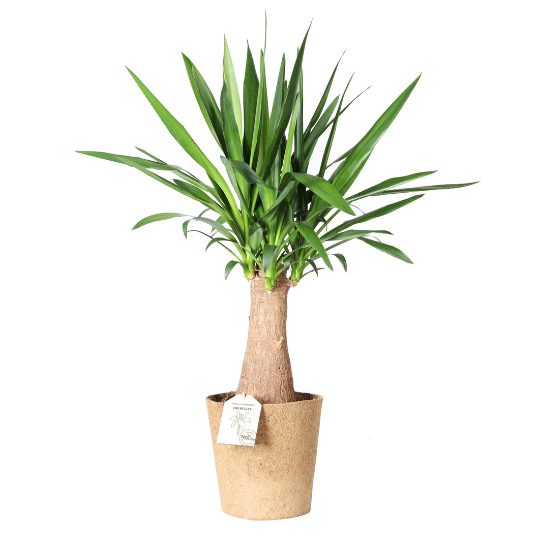 palm Lily Yucca elephanttipes