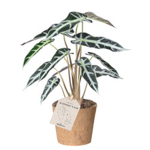 Indlæs billede til gallerivisning Elephants Ear &#39;Amazonica bambino&#39;