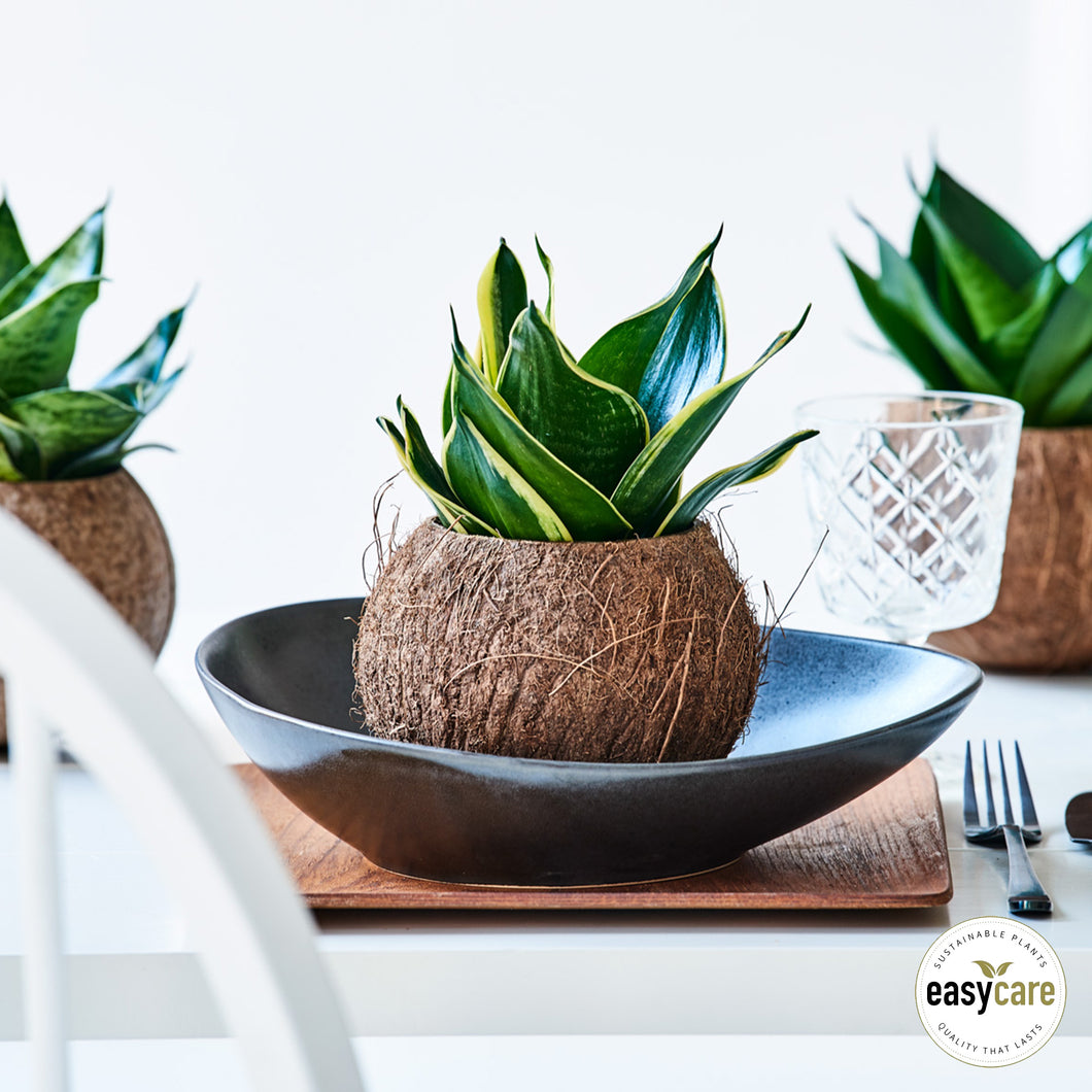 Bæredygtig potteskjuler