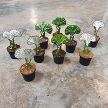 Indlæs billede til gallerivisning Coral Cactus, Red edge