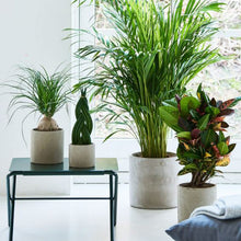 Indlæs billede til gallerivisning Rustik potteskjuler med beton look