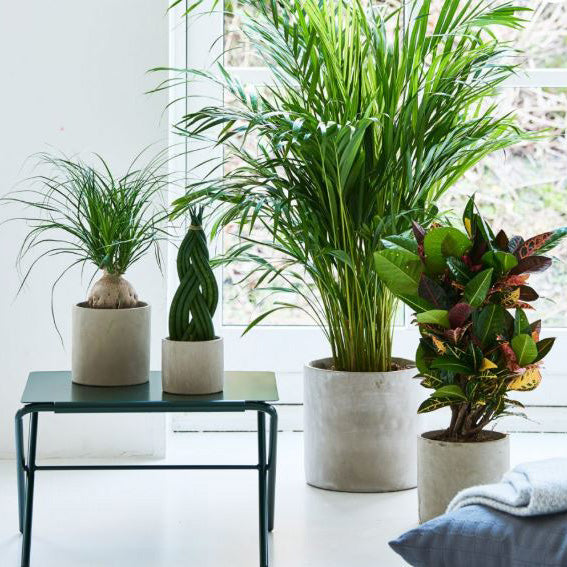 Rustik potteskjuler med beton look