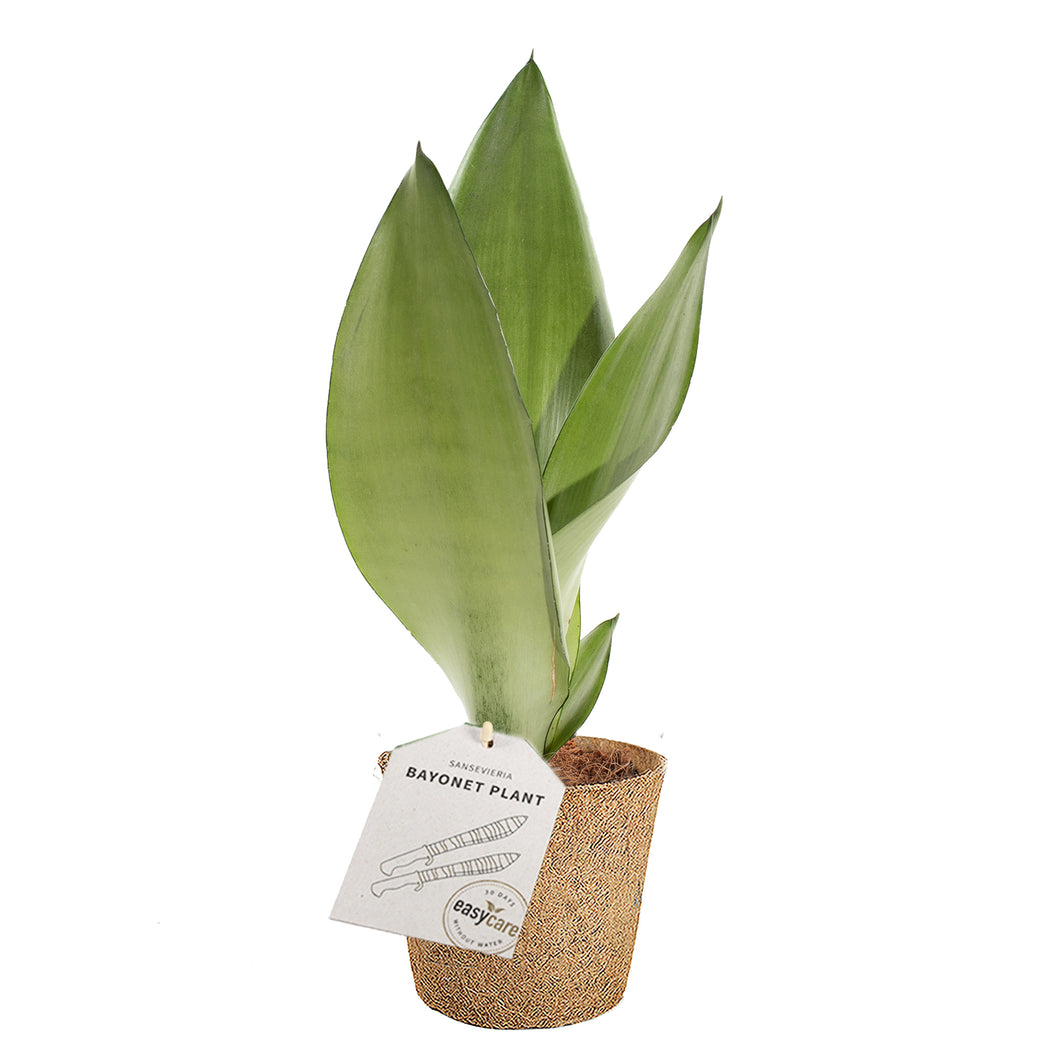 Sansevieria Moonshine plante