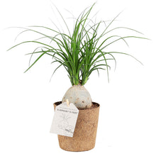 Indlæs billede til gallerivisning Nem Easycare plante 