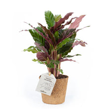 Indlæs billede til gallerivisning Soft Velvet Calathea