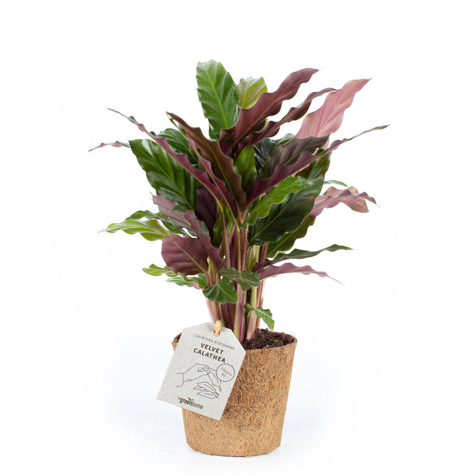 Soft Velvet Calathea