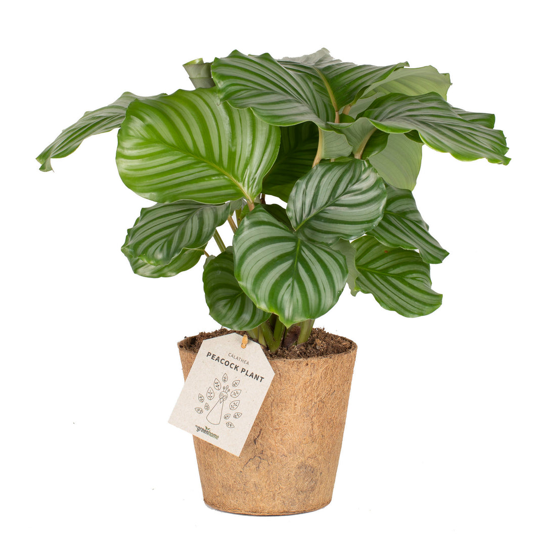 Peacock Plant 'Orbifolia'