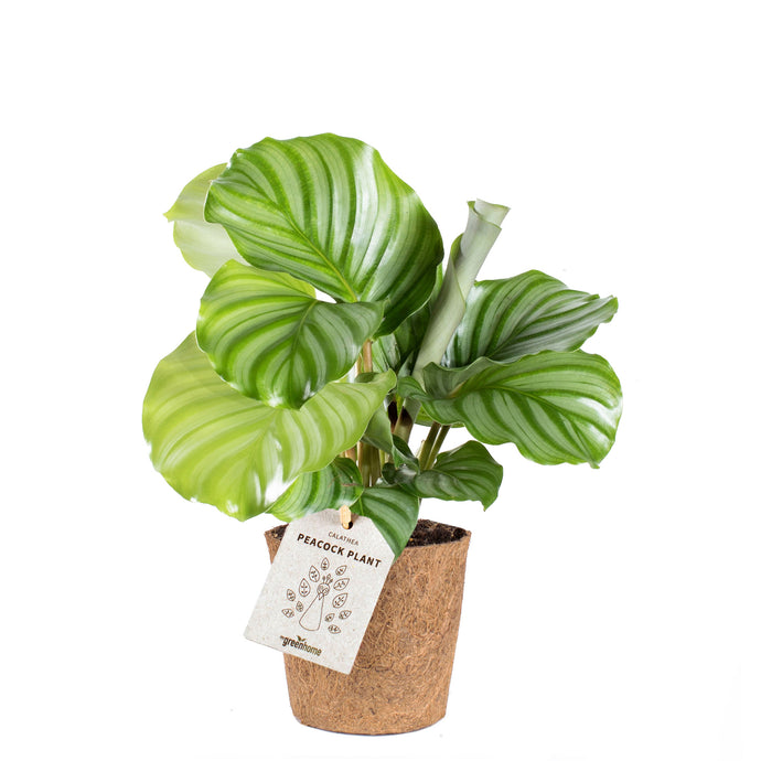 Peacock Plant 'Orbifolia'