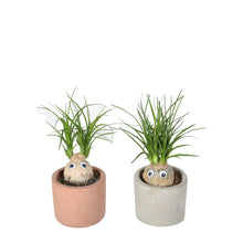 Indlæs billede til gallerivisning Cute Elephants Foot plant-freind til for kids room