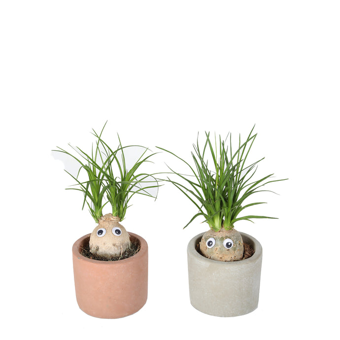 Cute Elephants Foot plant-freind til for kids room