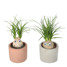 Indlæs billede til gallerivisning Cute Elephants Foot plant-freind til for kids room