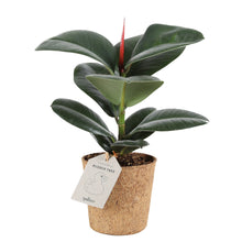 Load image into Gallery, Rubber Plant &#39;Sofia&#39;
