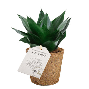 Nem easyacre black jade plante