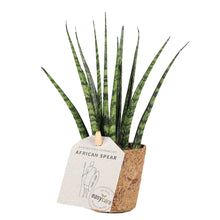 Load image into Gallery, African Spear &#39;Fernwood&#39;