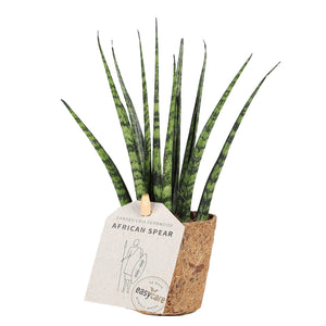 African Spear 'Fernwood'
