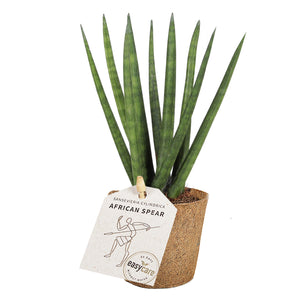 Plante easycare Sansevieria cylindrica