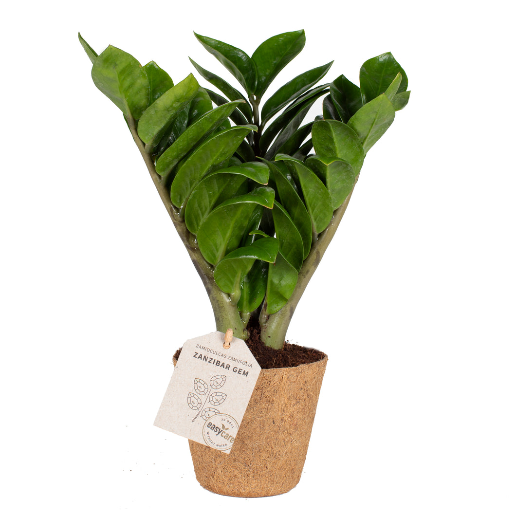 Zamioculcas supreme