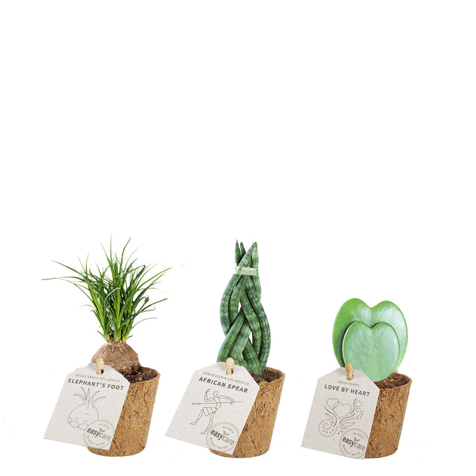 Sweet mini plant mix