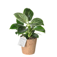 Indlæs billede til gallerivisning White Measure